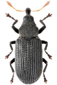 Attēlu rezultāti vaicājumam “Magdalis sp.”