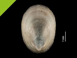 Attēlu rezultāti vaicājumam “Ancylus fluviatilis”