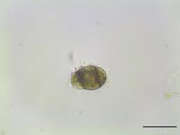 Attēlu rezultāti vaicājumam “Cephaloziella hampeana”