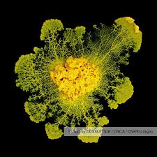 Attēlu rezultāti vaicājumam “Physarum penetrale macro”