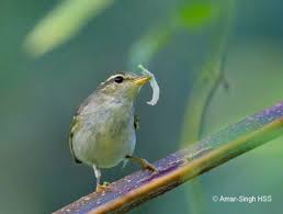Attēlu rezultāti vaicājumam “Phylloscopus trochiloides adult”