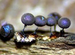 Attēlu rezultāti vaicājumam “Lamproderma nigrescens spores”