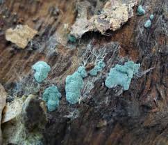 Attēlu rezultāti vaicājumam “Hypocrea gelatinosa”