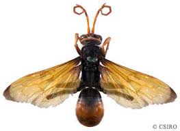 Attēlu rezultāti vaicājumam “Pompilidae”