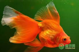 Image result for 金魚