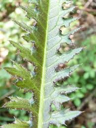 Attēlu rezultāti vaicājumam “Cirsium palustre leaf”
