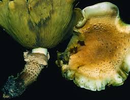 Attēlu rezultāti vaicājumam “Craterium leucocephalum stalked”