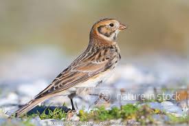 Image result for Calcarius lapponicus