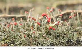 Attēlu rezultāti vaicājumam “Cladonia floerkeana”