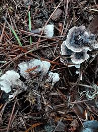 Attēlu rezultāti vaicājumam “Phellodon tomentosus”