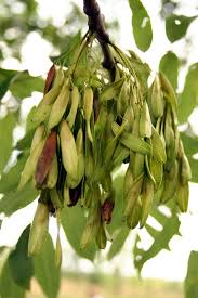 Attēlu rezultāti vaicājumam “Fraxinus excelsior Pendula bud”