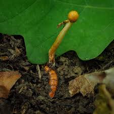 Attēlu rezultāti vaicājumam “Metatrichia vesparia stalked”