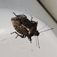 Attēlu rezultāti vaicājumam “Troilus luridus”