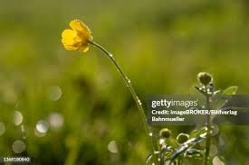 Attēlu rezultāti vaicājumam “Ranunculus lingua flower”