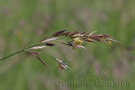 Attēlu rezultāti vaicājumam “Bromopsis inermis leaf”