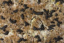 Attēlu rezultāti vaicājumam “Alyxoria varia”