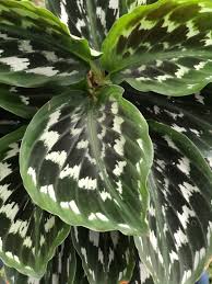 Attēlu rezultāti vaicājumam “Comatricha elegans stalked”