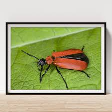 Attēlu rezultāti vaicājumam “Pyrochroa coccinea”