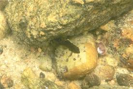 Image result for Tautogolabrus adspersus