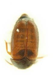 Attēlu rezultāti vaicājumam “Attagenus smirnovi”