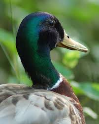 Attēlu rezultāti vaicājumam “Anas platyrhynchos”