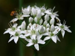 Image result for Allium tuberosum