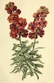 Image result for Cheiranthus cheiri