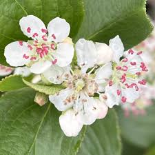 Attēlu rezultāti vaicājumam “Aronia melanocarpa flower”