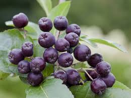 Attēlu rezultāti vaicājumam “x Sorbaronia fallax”