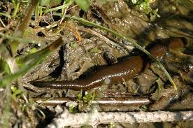 Attēlu rezultāti vaicājumam “Haemopis sanguisuga”