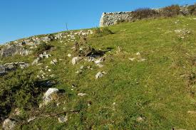 Attēlu rezultāti vaicājumam “Weissia squarrosa”