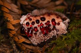 Attēlu rezultāti vaicājumam “Stemonitopsis typhina young”