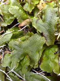 Attēlu rezultāti vaicājumam “Lophocolea bidentata”