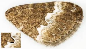 Attēlu rezultāti vaicājumam “Perizoma affinitata”