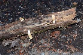 Attēlu rezultāti vaicājumam “Hypocrea pulvinata”