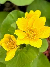 Attēlu rezultāti vaicājumam “Caltha palustris flower”