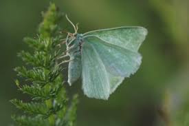 Attēlu rezultāti vaicājumam “Thetidia smaragdaria”