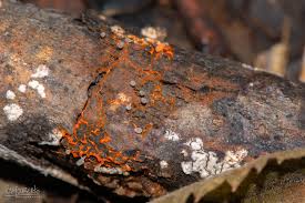 Attēlu rezultāti vaicājumam “Willkommlangea reticulata plasmodium”