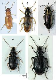 Attēlu rezultāti vaicājumam “Bembidion sp.”