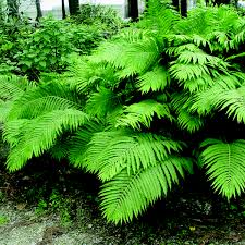 Attēlu rezultāti vaicājumam “Matteuccia struthiopteris”