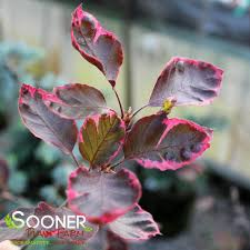 Attēlu rezultāti vaicājumam “Fagus sylvatica”