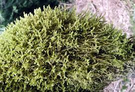 Attēlu rezultāti vaicājumam “Antitrichia curtipendula”