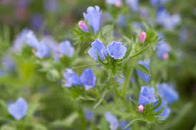Attēlu rezultāti vaicājumam “Echium vulgare”