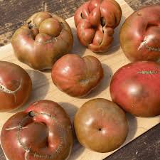 Afbeeldingsresultaat voor black elephant tomato