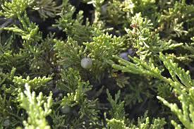 Attēlu rezultāti vaicājumam “Juniperus sabina”