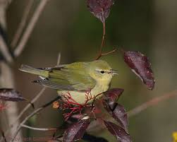 Image result for Vermivora peregrina