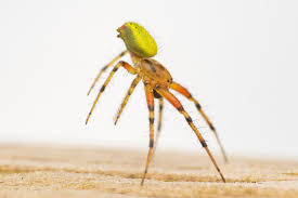 Attēlu rezultāti vaicājumam “Araniella male”