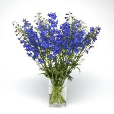 Attēlu rezultāti vaicājumam “Delphinium elatum  bud”