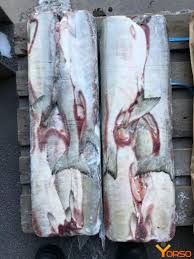 Image result for Oncorhynchus keta