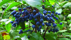 Attēlu rezultāti vaicājumam “Mahonia aquifolium fruit”